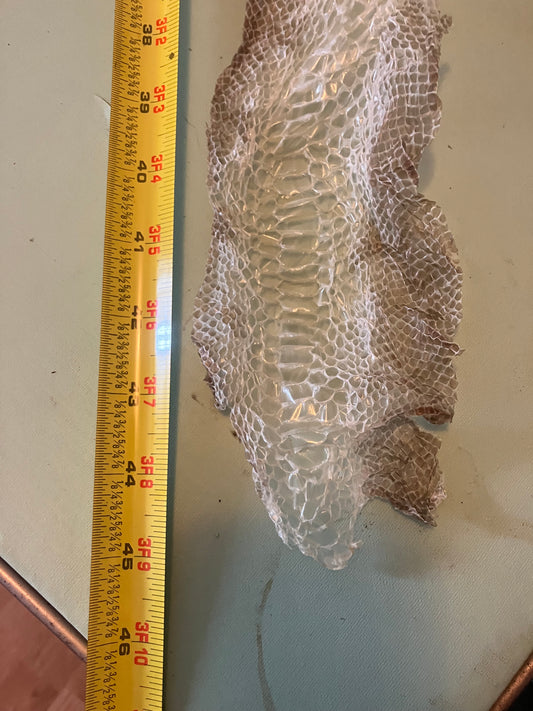 Ethically Sourced Snake Shed Pieces
