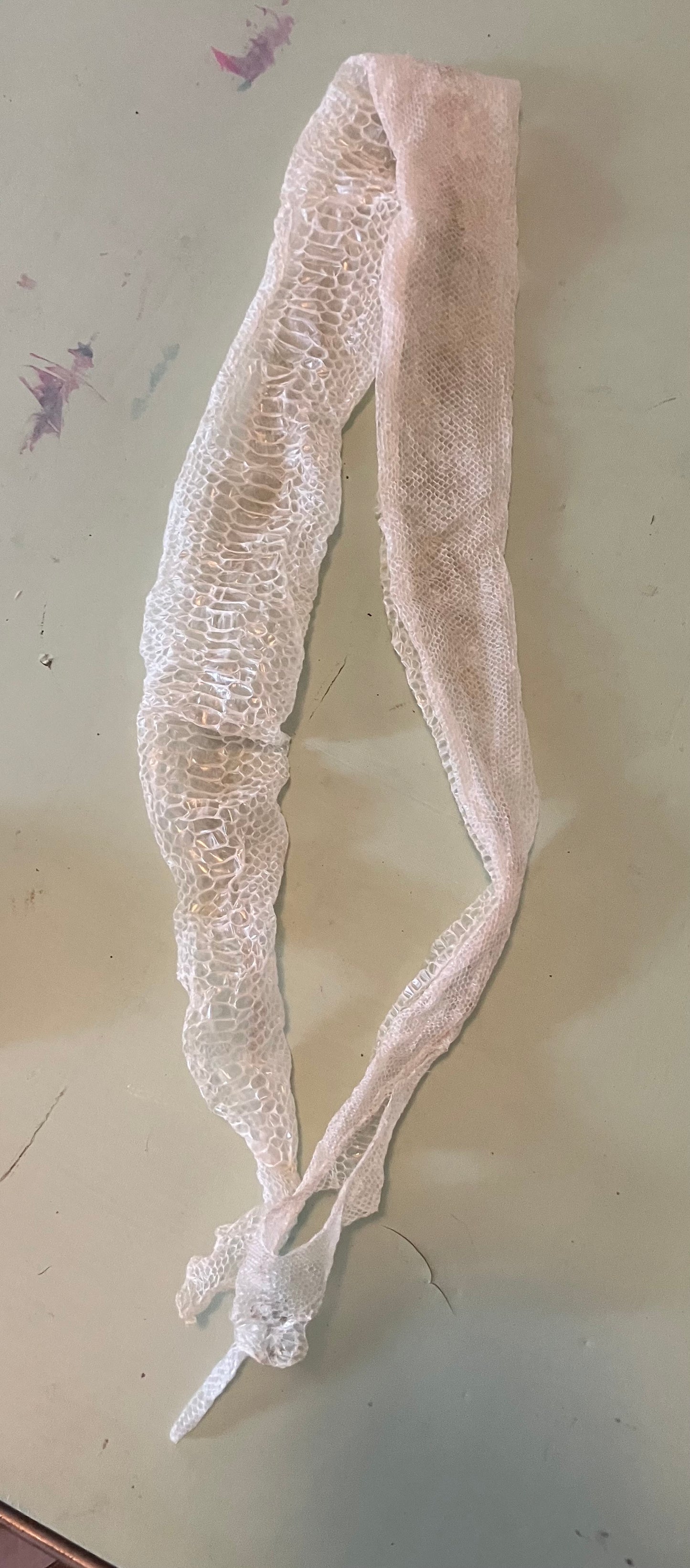 Ethically Sourced Snake Shed Pieces