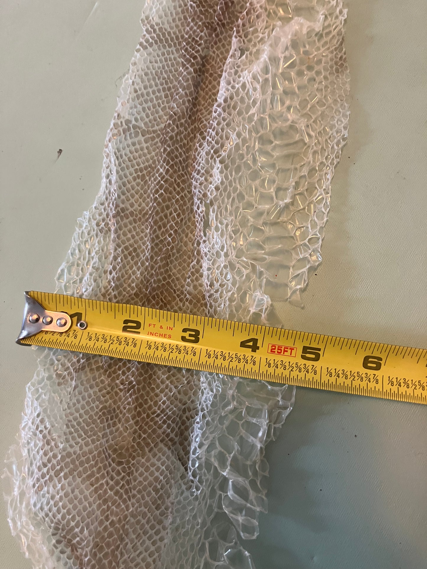 Ethically Sourced Snake Shed Pieces