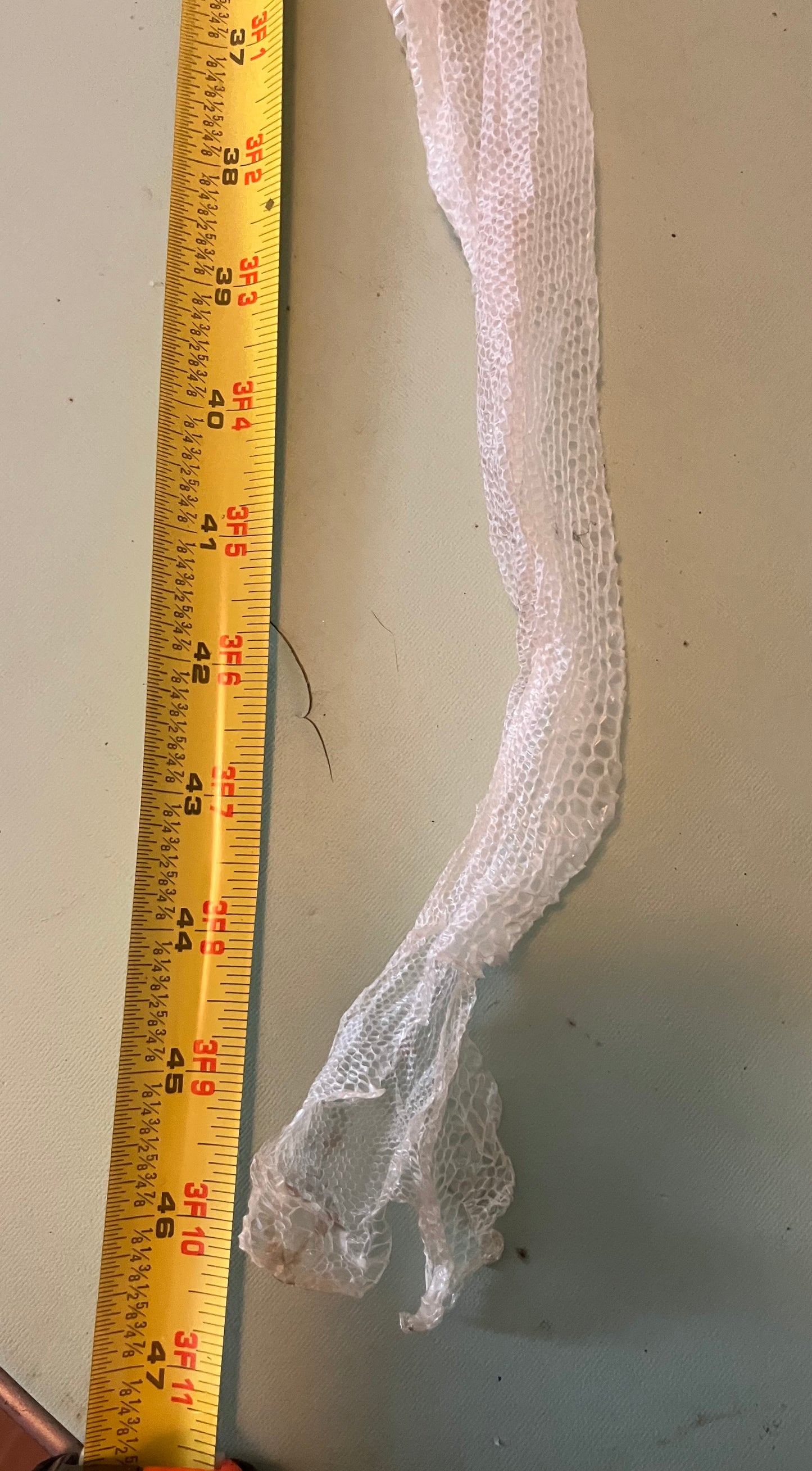 Ethically Sourced Snake Shed Pieces