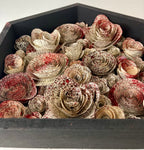 Blood splatter rose box