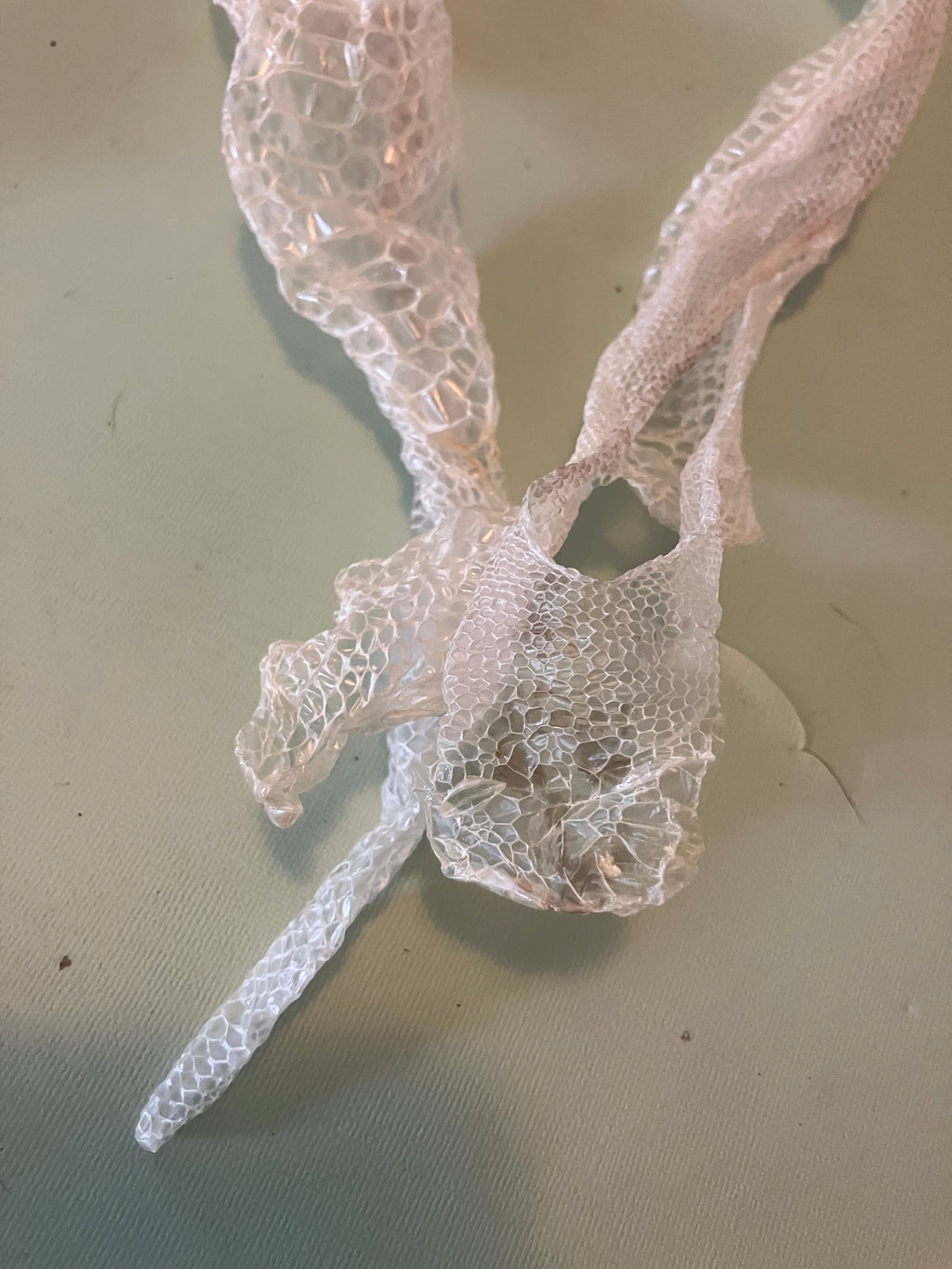 Natural snake shed pieces
