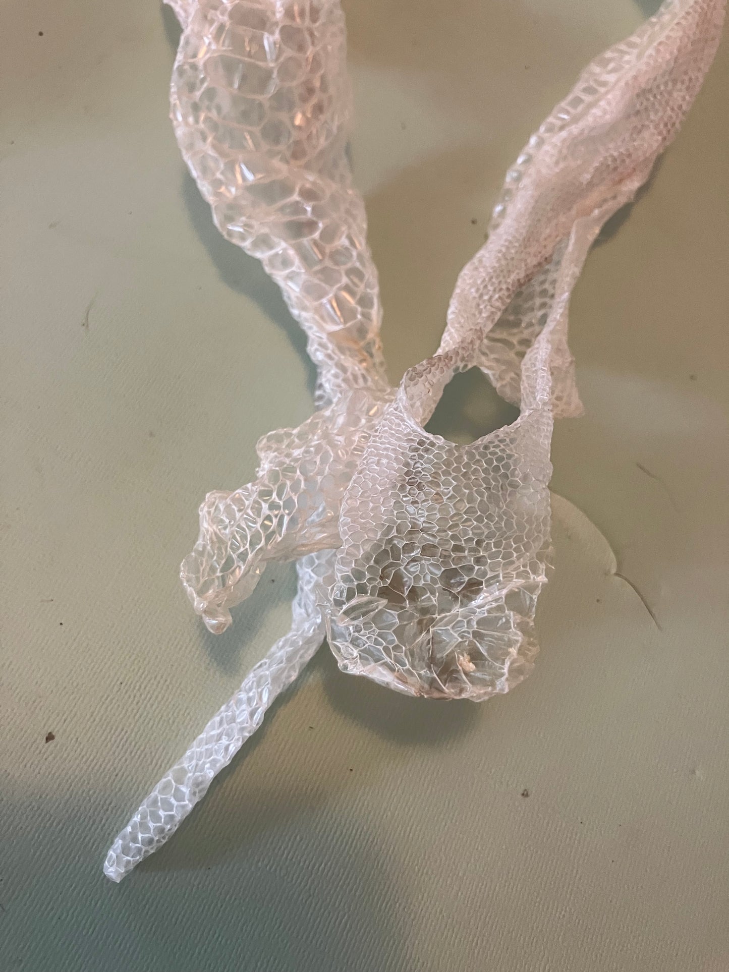 Ethically Sourced Snake Shed Pieces