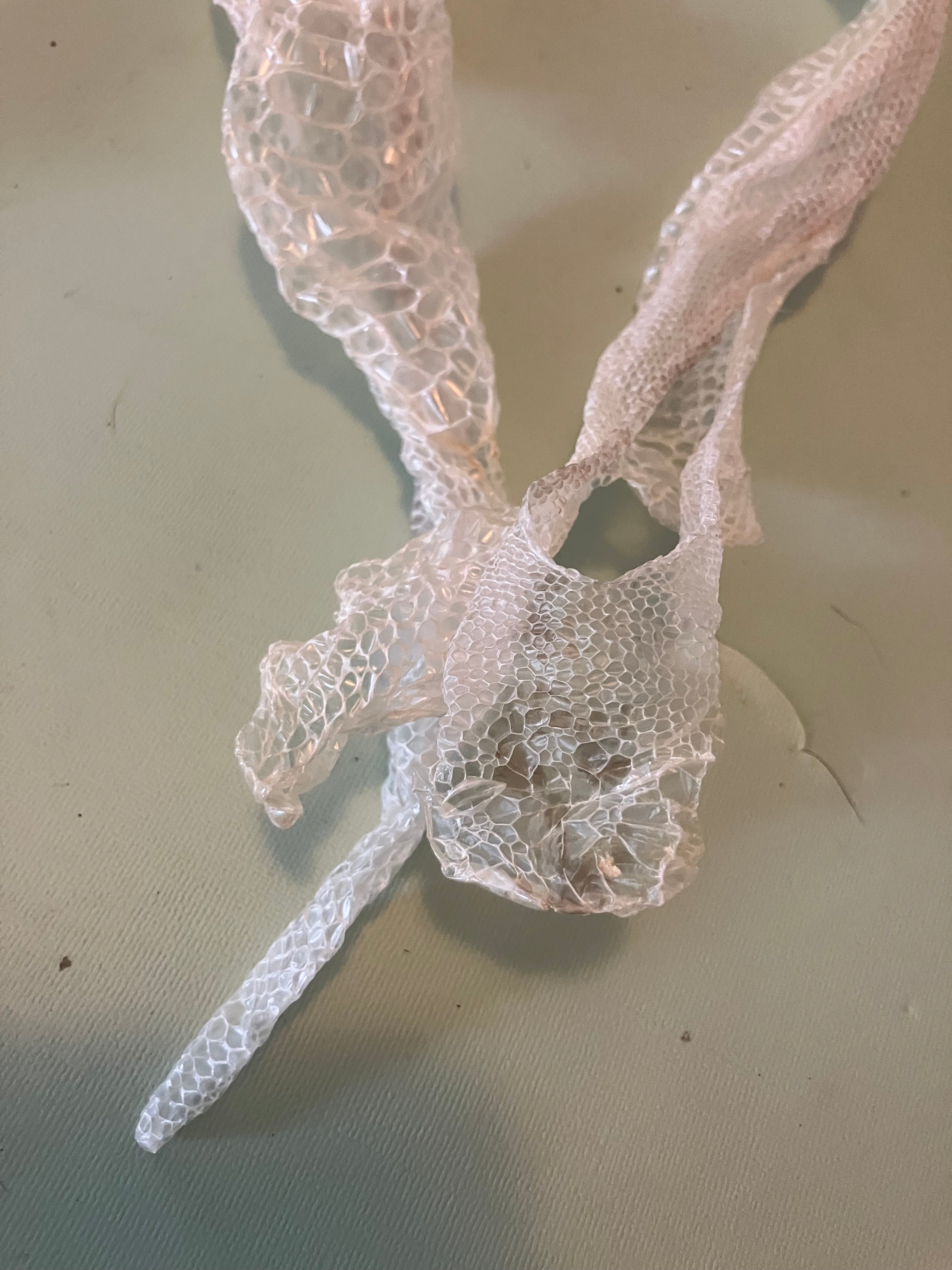 Natural snake shed pieces
