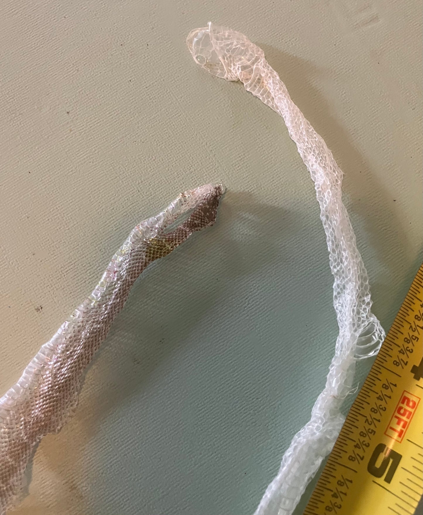 Ethically Sourced Snake Shed Pieces