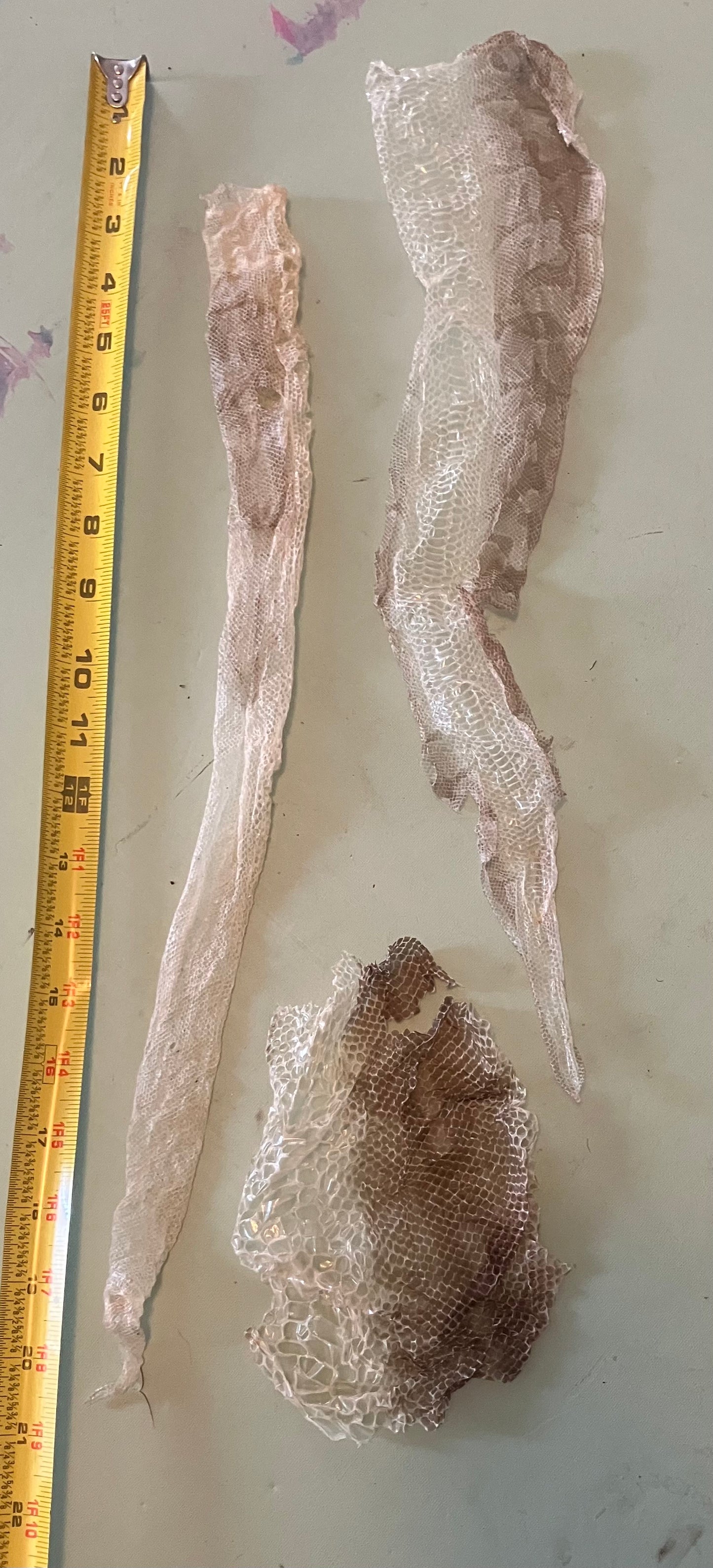 Ethically Sourced Snake Shed Pieces