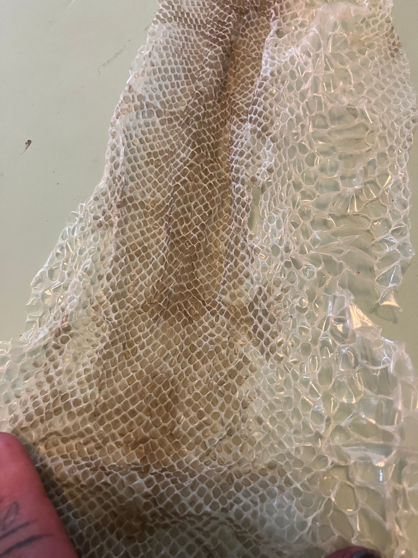 Ethically Sourced Snake Shed Pieces
