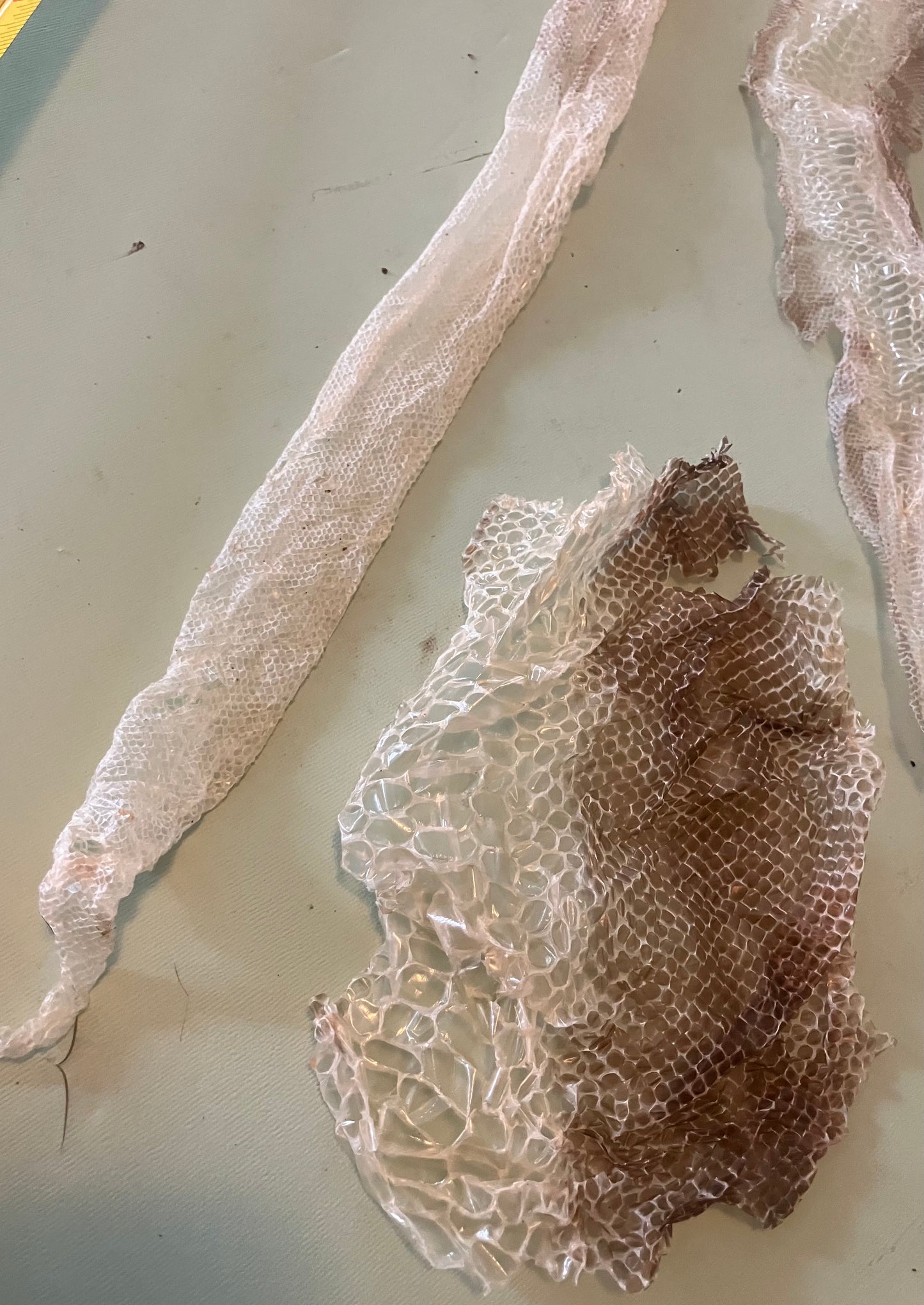 Ethically Sourced Snake Shed Pieces