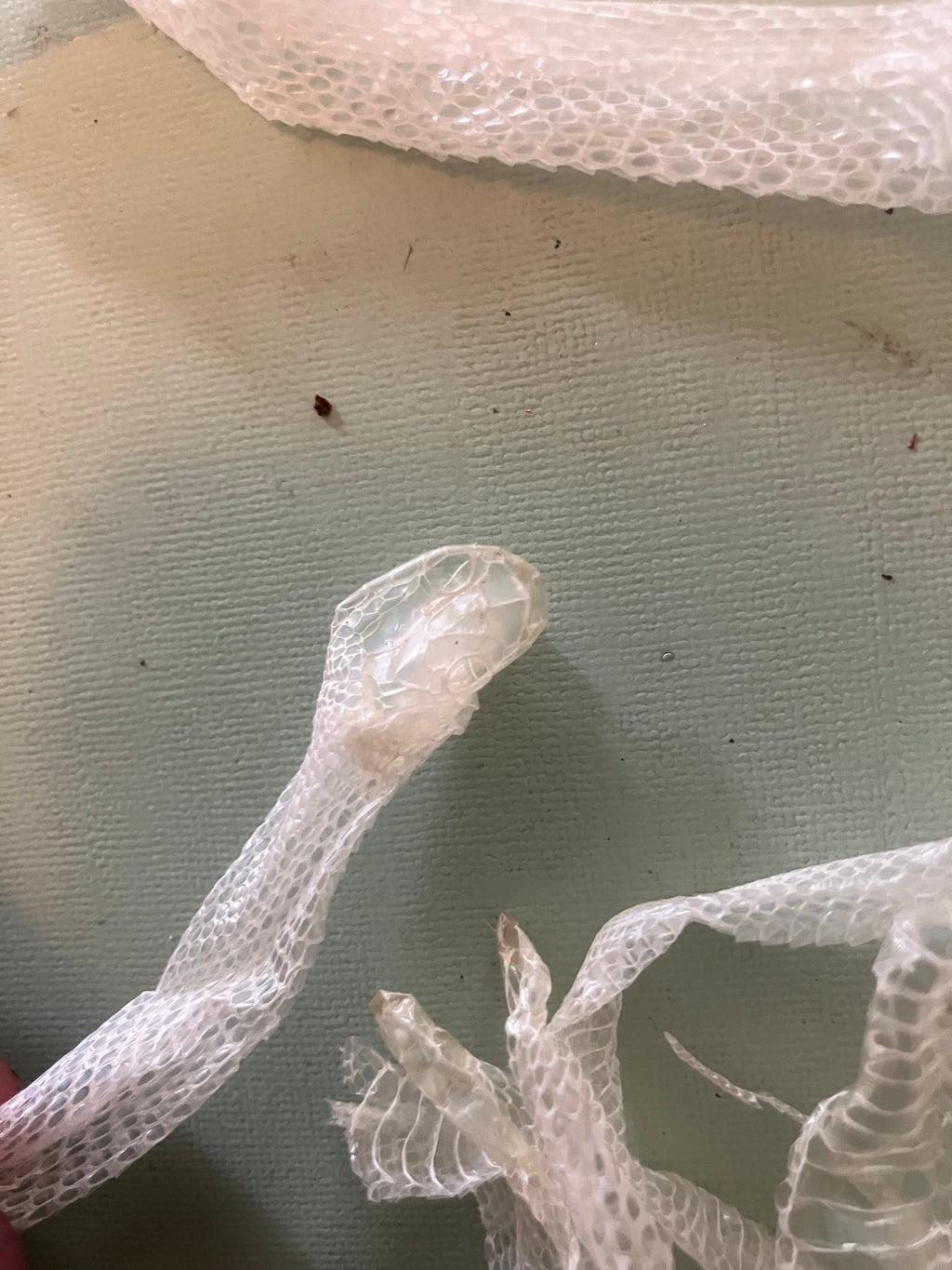 Natural snake shed pieces