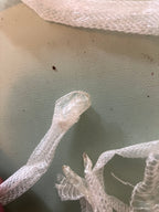 Natural snake shed pieces