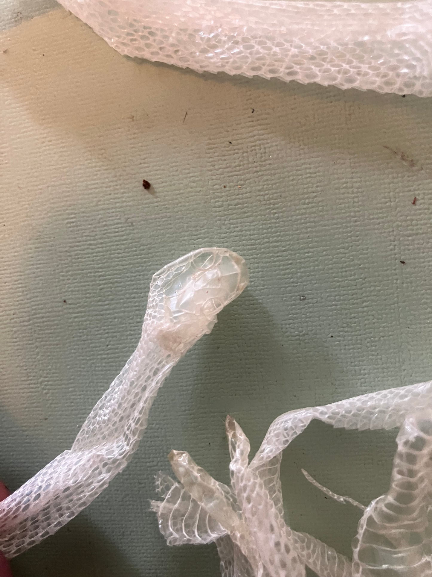 Ethically Sourced Snake Shed Pieces