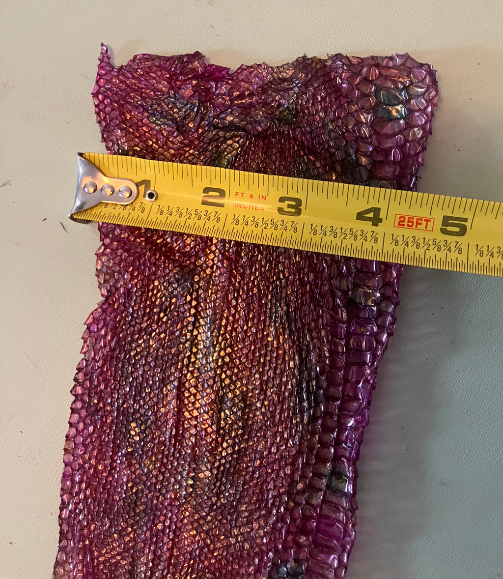 Single dyed snake shed pieces