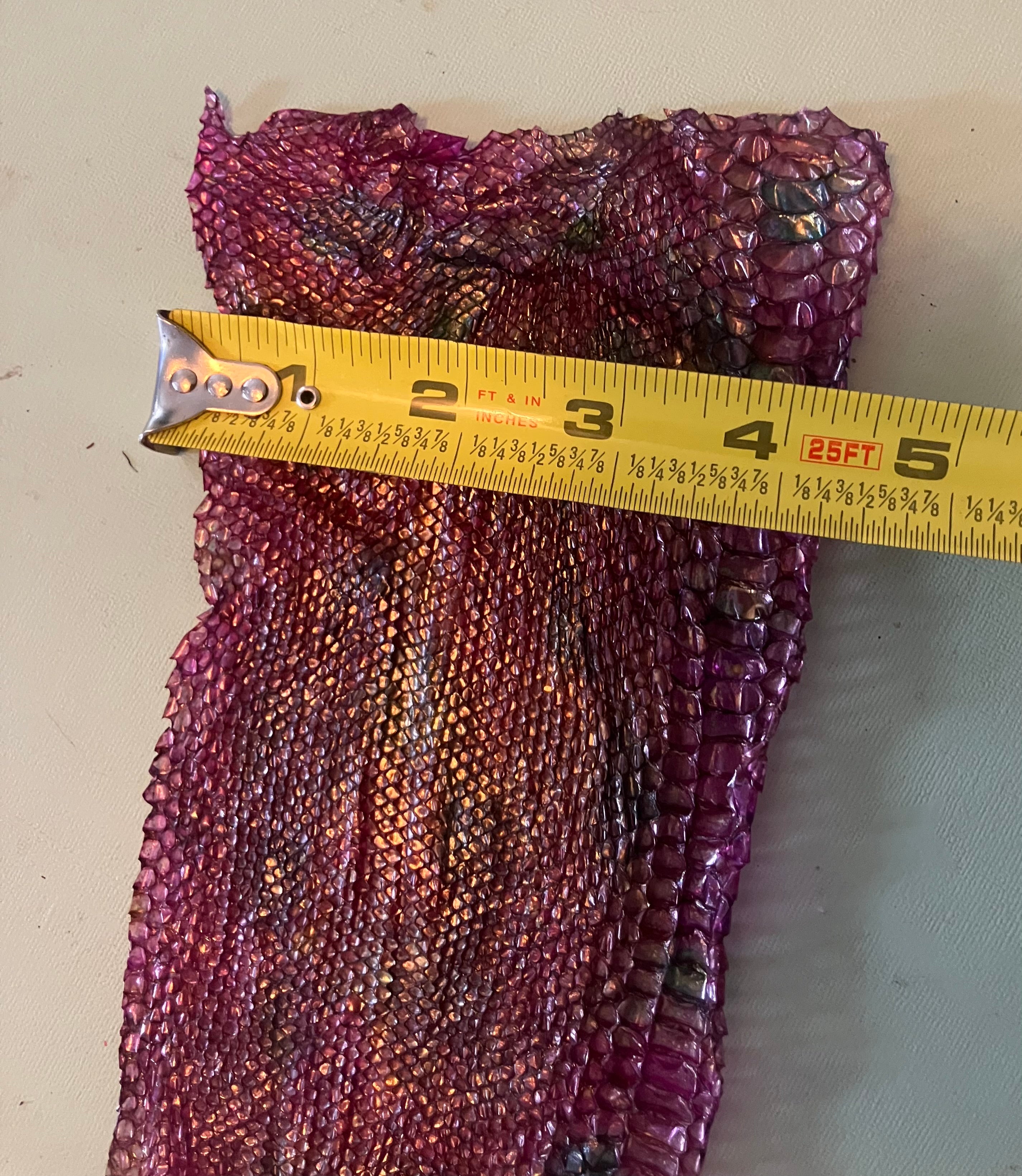 Single dyed snake shed pieces