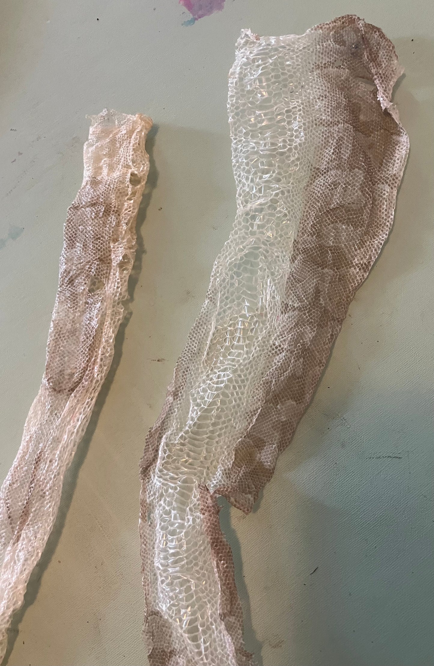 Ethically Sourced Snake Shed Pieces