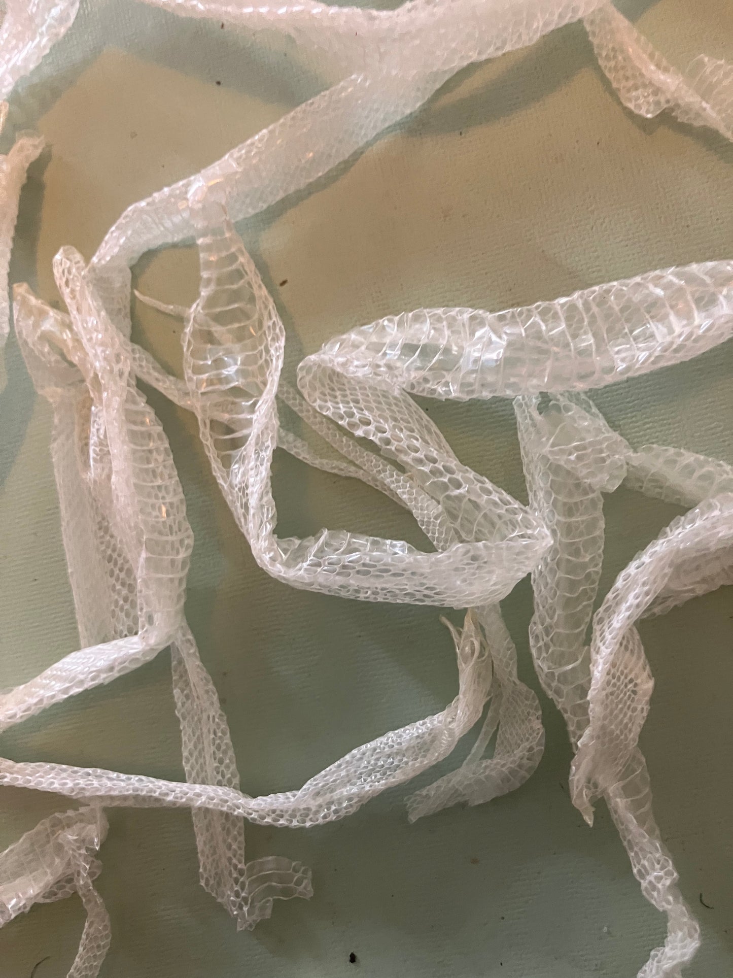Ethically Sourced Snake Shed Pieces