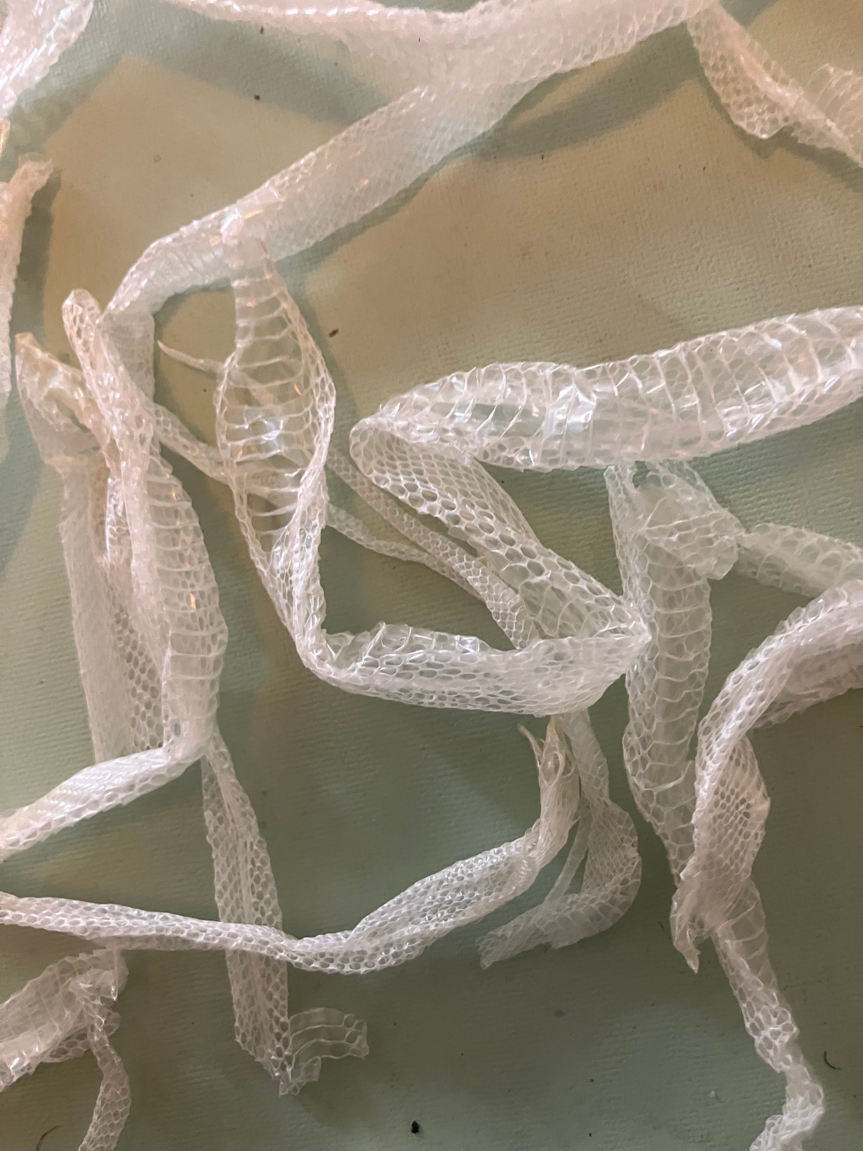 Natural snake shed pieces