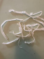 Natural snake shed pieces