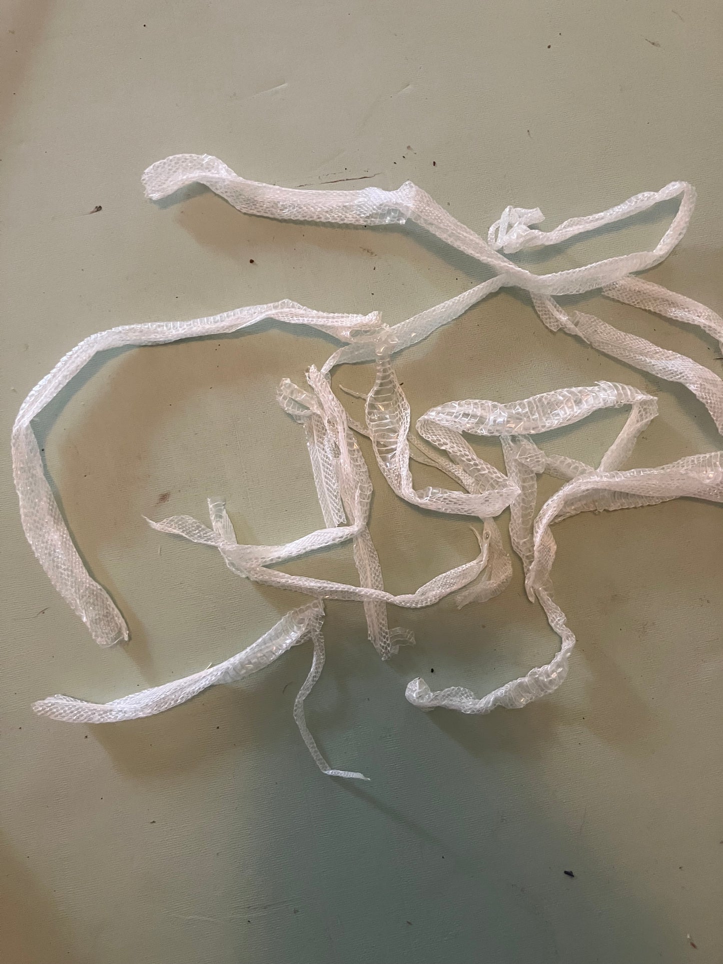 Ethically Sourced Snake Shed Pieces