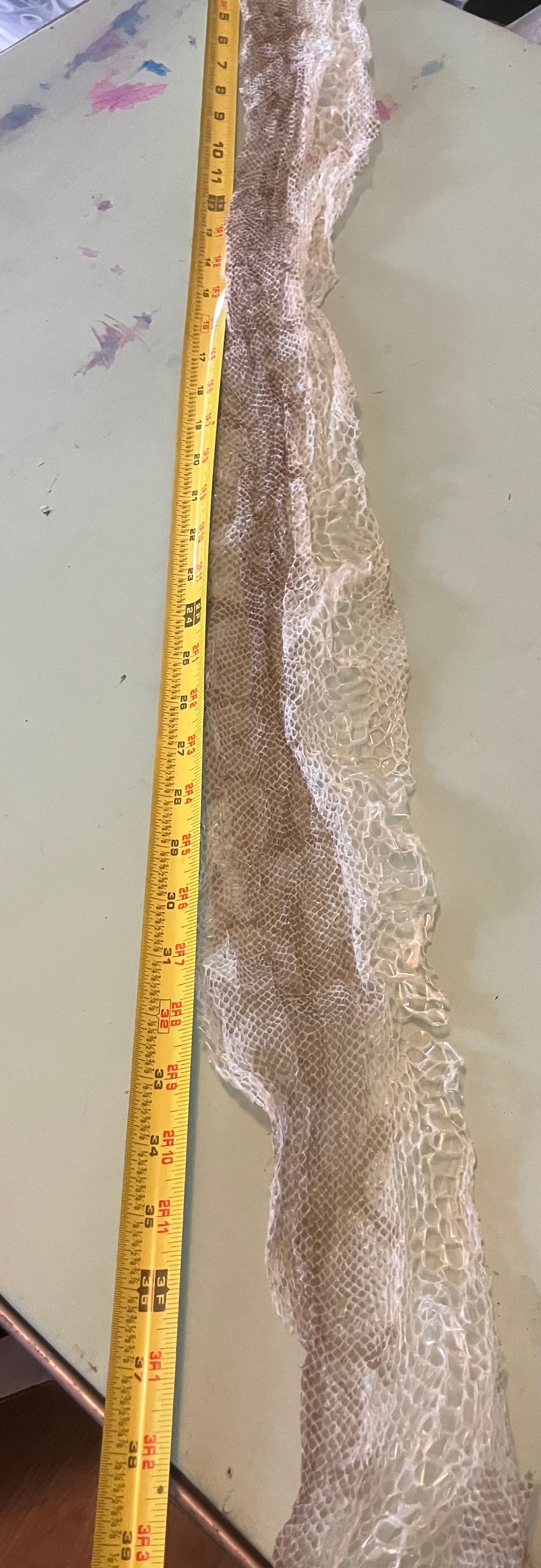 Ethically Sourced Snake Shed Pieces