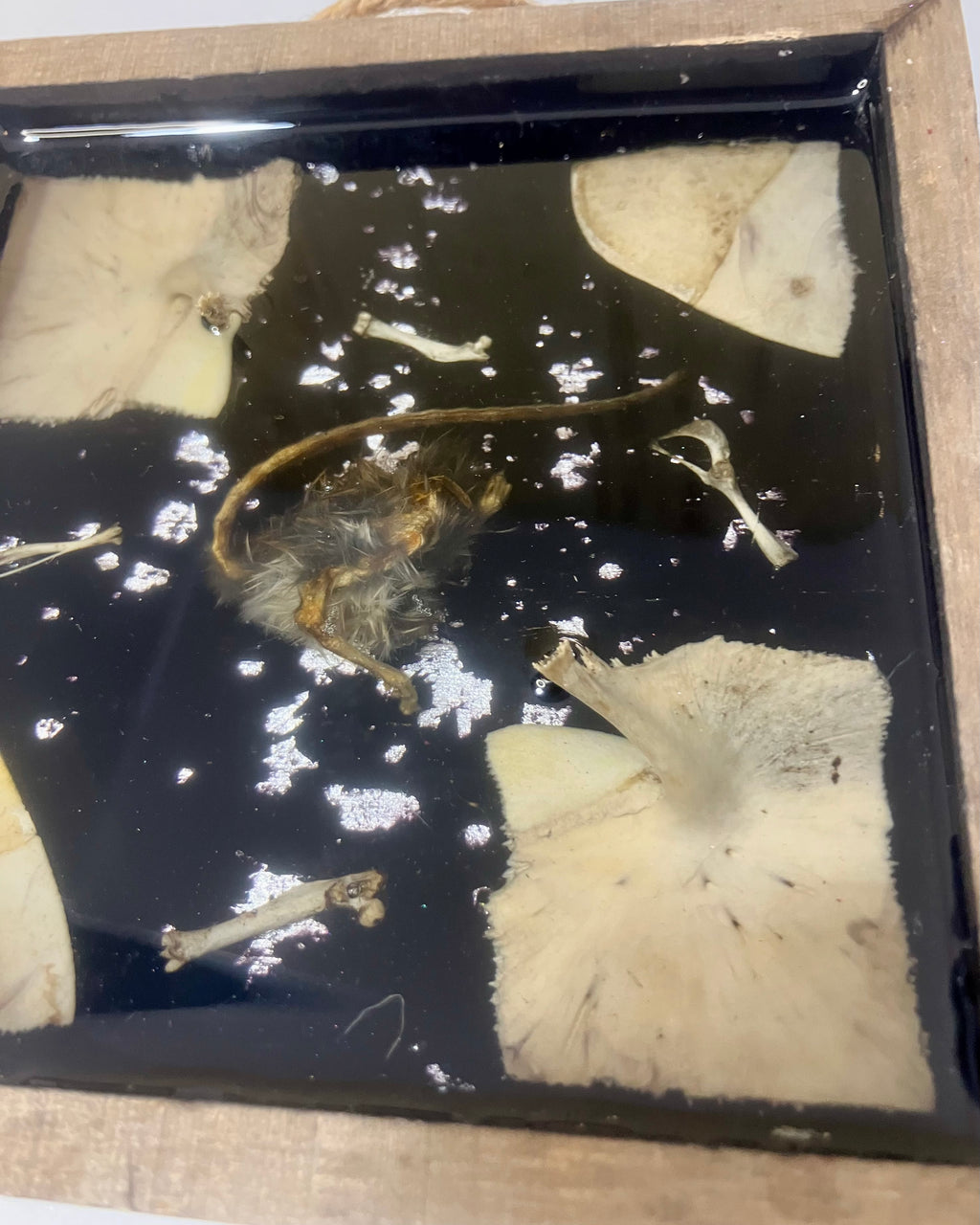Half mouse and turtle bones
