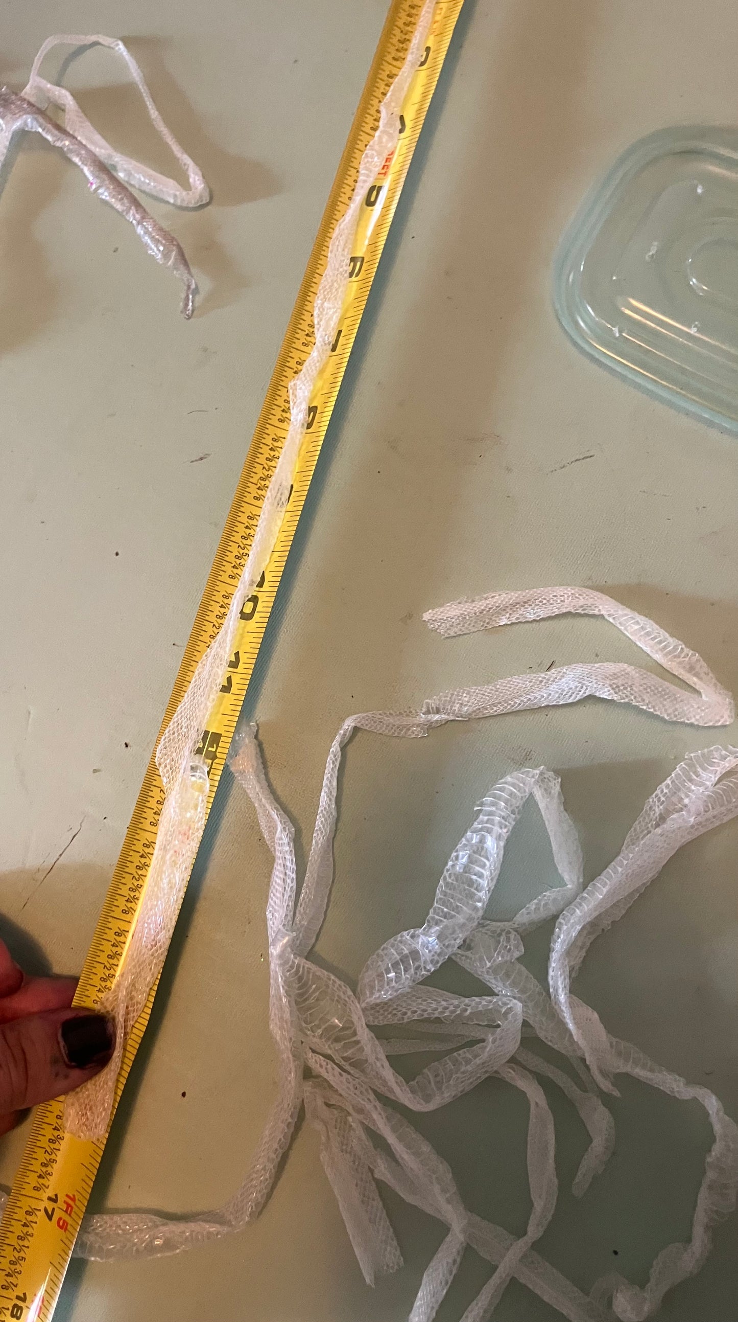 Ethically Sourced Snake Shed Pieces