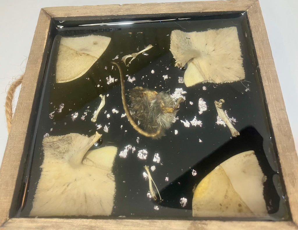 Half mouse and turtle bones