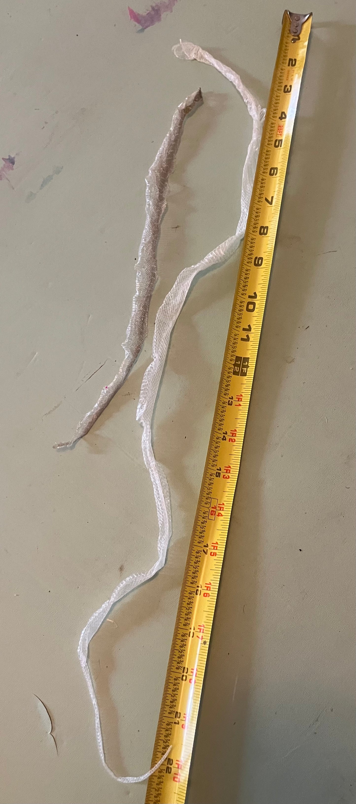Ethically Sourced Snake Shed Pieces